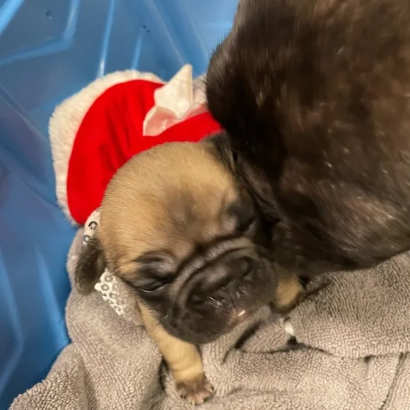 Holiday mrs Claus for cat or dog xxsmall bling collar and hat Christmas - Picture 4 of 7